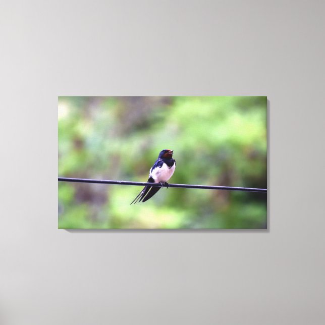 Barn Swallow Bird, Thessaloniki, Greece Canvas Print (Front)