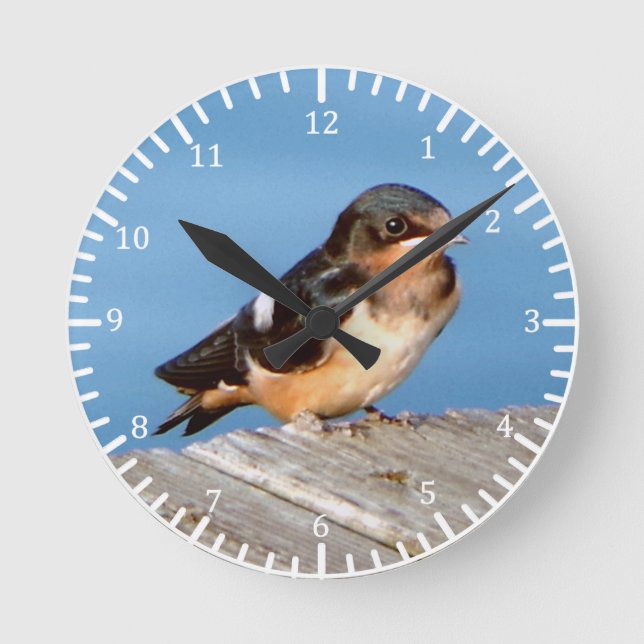 Barn Swallow clock (Front)