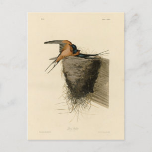 Barn Swallow from Audubon's Birds of America Postcard