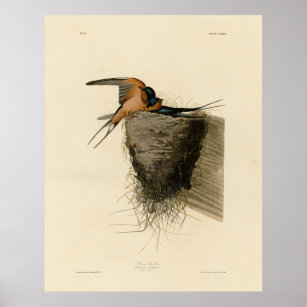 Barn Swallow from Audubon's Birds of America Poster