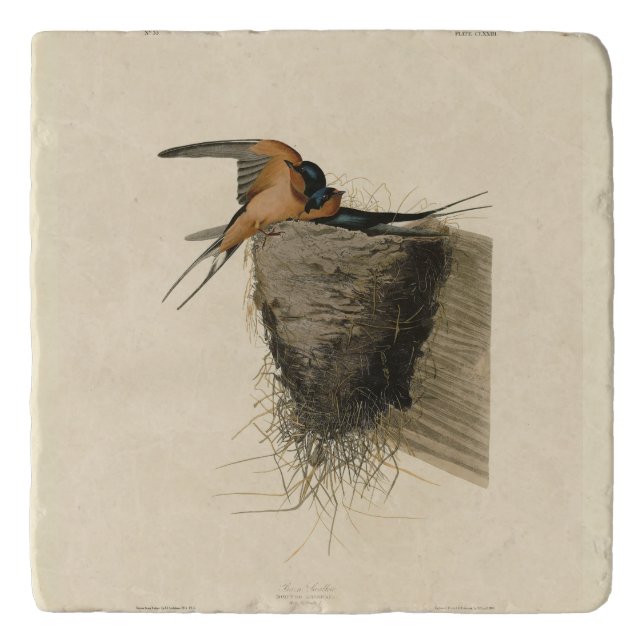 Barn Swallow from Audubon's Birds of America Trivet (Front)