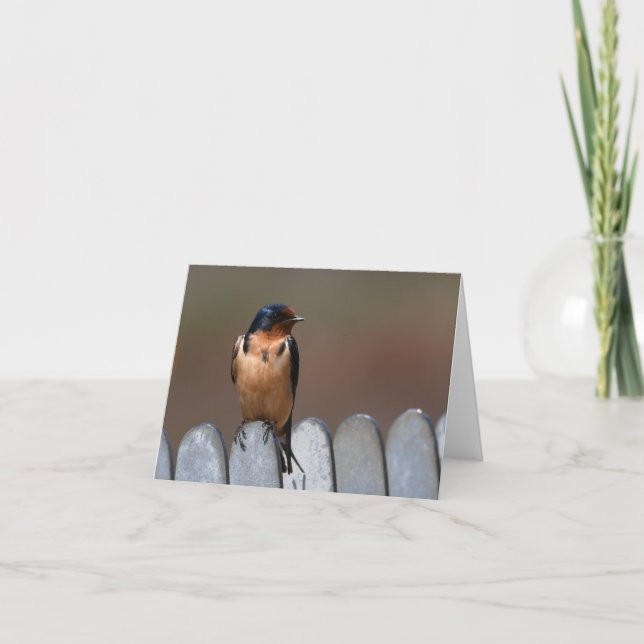 Barn Swallow Greeting Card (Front)