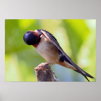 Barn Swallow Grooming Poster