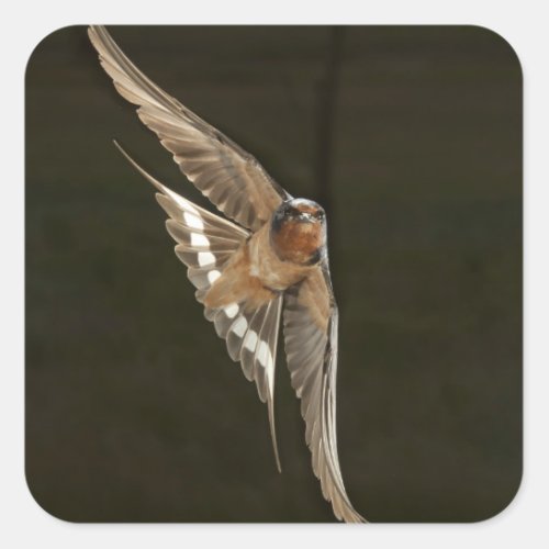 Barn Swallow in flight Square Sticker