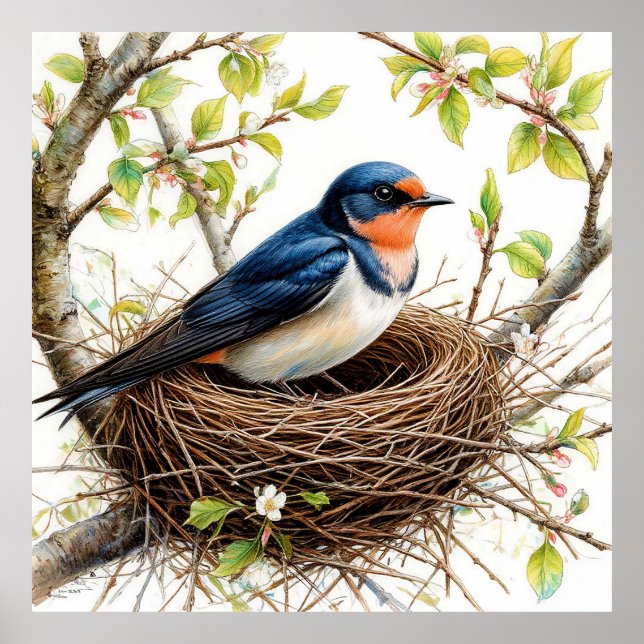 Barn Swallow Nesting on a Blossom-Covered Branch Poster (Front)