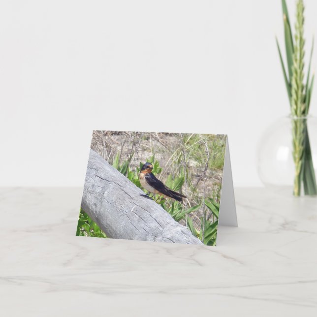 Barn Swallow on Fence Note Card (Front)