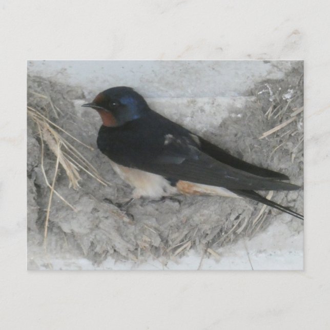 Barn Swallow on Nest DIY Postcard (Front)