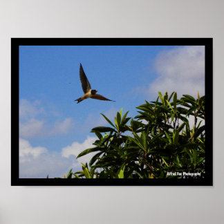 Barn Swallow Open Wings Poster