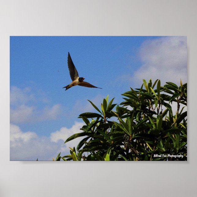 Barn Swallow Open Wings Poster (Front)