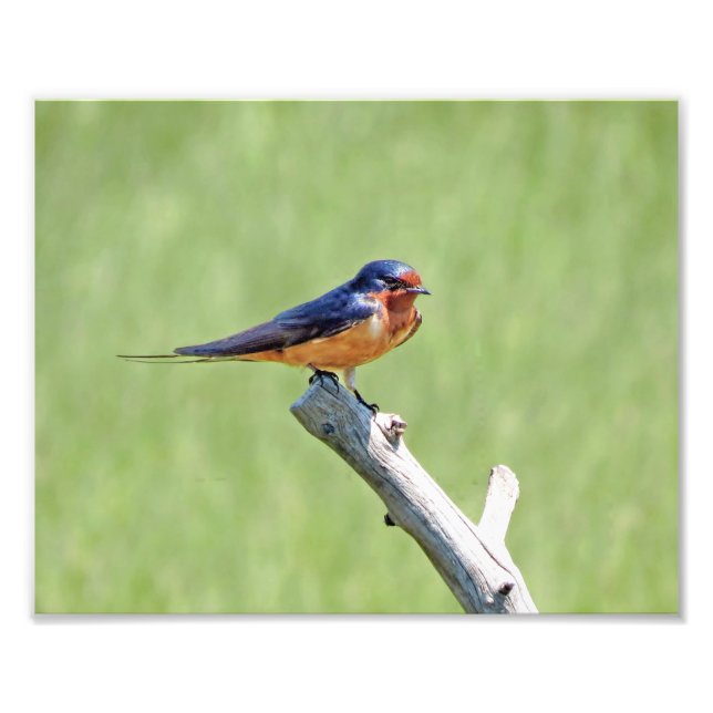 Barn Swallow Photo (Front)