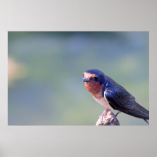Barn Swallow Photo Poster