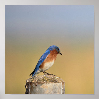 Barn Swallow Poster