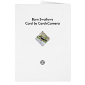 Barn Swallow Series Cards (Back)