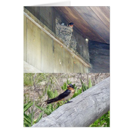 Barn Swallow Series Cards (Front)