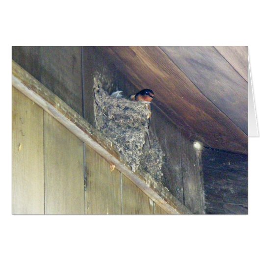 Barn Swallow Series Cards (Front Horizontal)