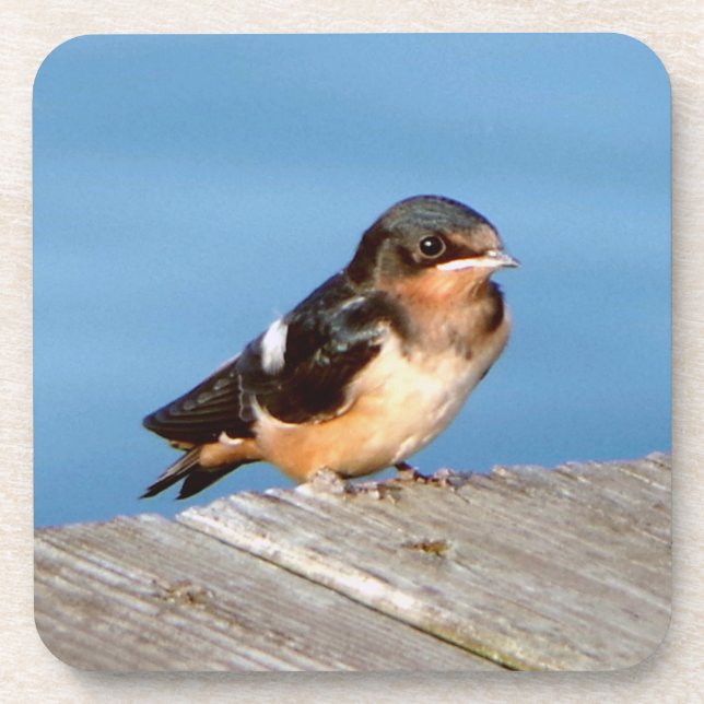 Barn Swallow set of 6 coasters (Front)