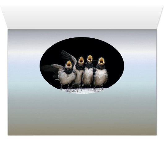 Barn Swallow Singing (Inside Horizontal (Bottom))