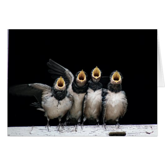 Barn Swallow Singing Cards (Front Horizontal)