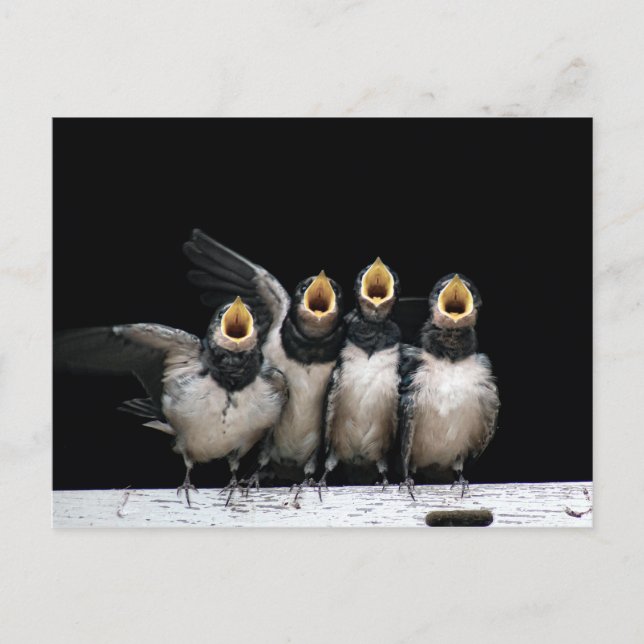 Barn Swallow Singing Postcard (Front)