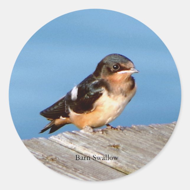 Barn Swallow sticker (Front)