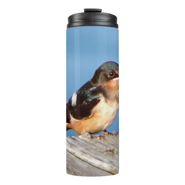 Barn Swallow thermal tumbler (Front)
