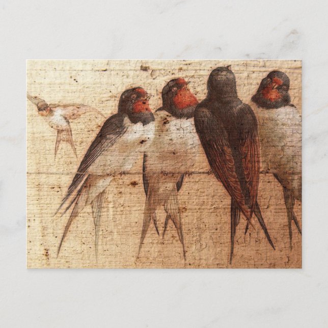 Barn Swallows Postcard (Front)