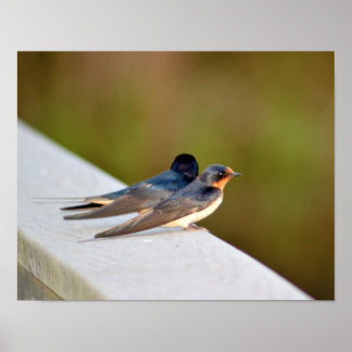 Barn Swallows Poster