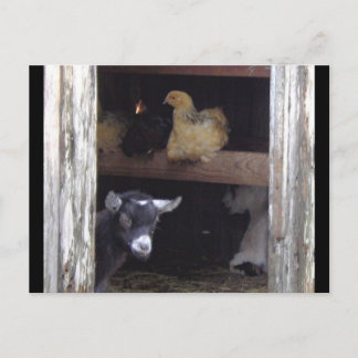 Barn Yard post cards