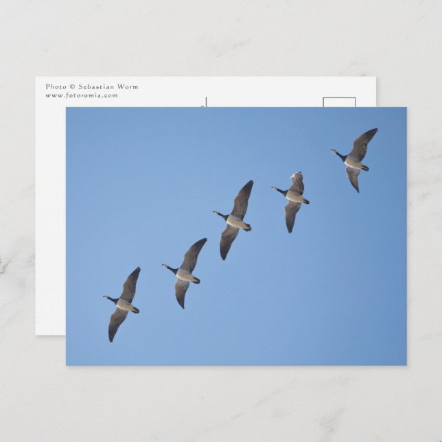 Barnacle Geese Postcard (Front/Back)