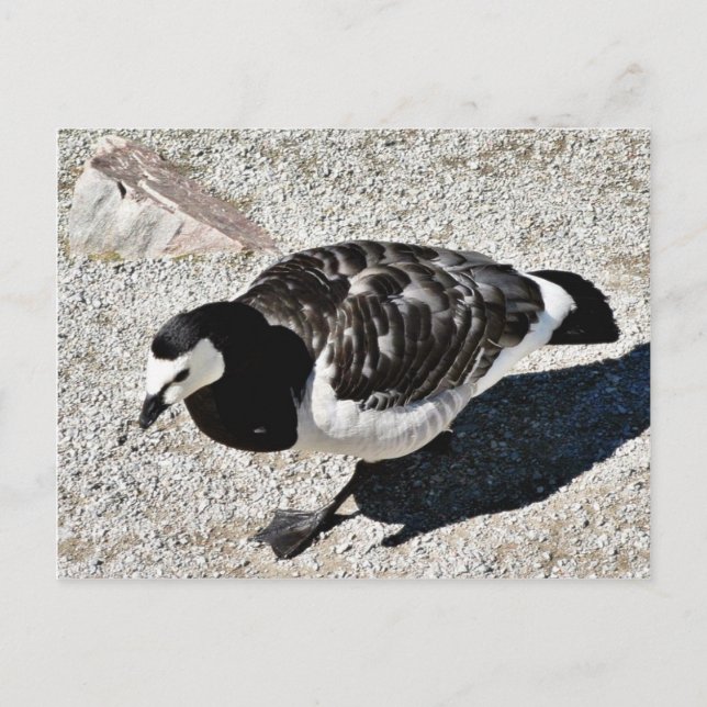 Barnacle Goose Animal Postcard (Front)