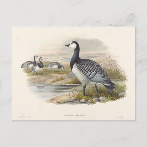 Barnacle Goose by Joseph Wolf Postcard