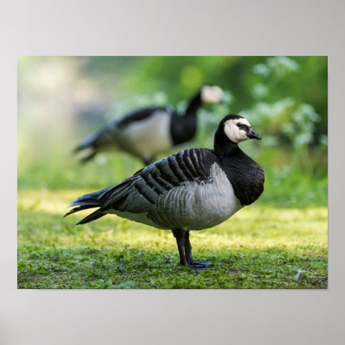 Barnacle Goose Standing Poster