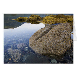 Barnacles and Sky, Funter Bay, Alaska Cards