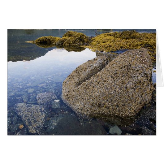 Barnacles and Sky, Funter Bay, Alaska Cards (Front Horizontal)
