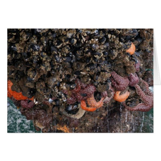 Barnacles and starfish cards (Front Horizontal)