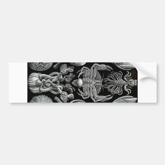 Barnacles Bumper Sticker | Zazzle