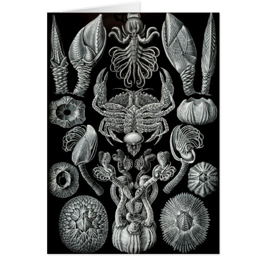 Barnacles Cards (Front)
