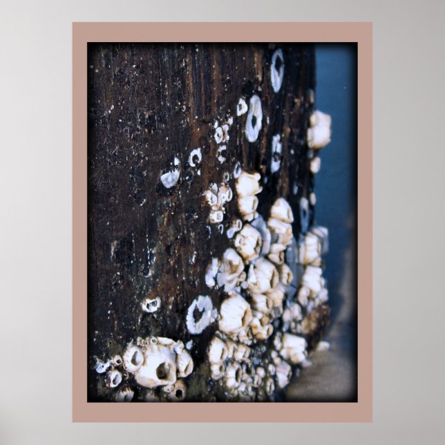 Barnacles DoF Photo Poster Print (Front)