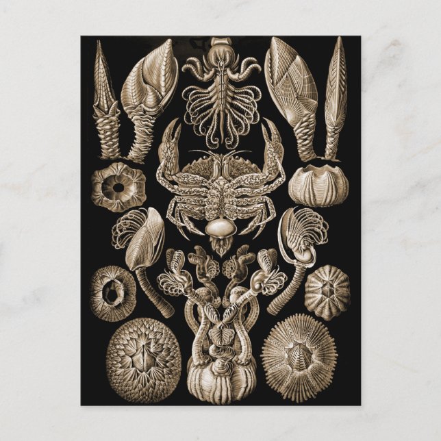 Barnacles Postcard (Front)