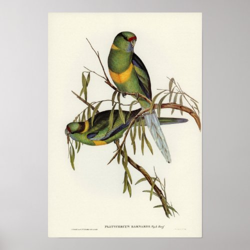 Barnards Parakeet by Elizabeth Gould Poster