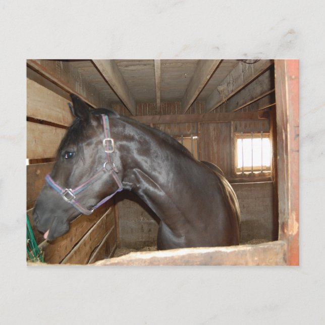 BarnHorse Fun Postcard (Front)