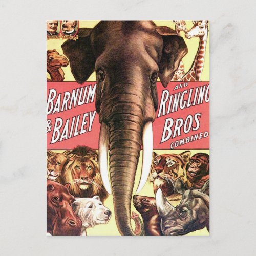 Barnum  Bailey and Ringling Bros Combined _ Eleph Postcard