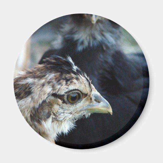 Barnyard Mixed Chicks Magnet (Front)