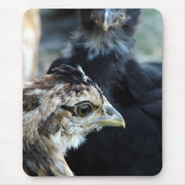 Barnyard Mixed Chicks Mouse Pad (Front)