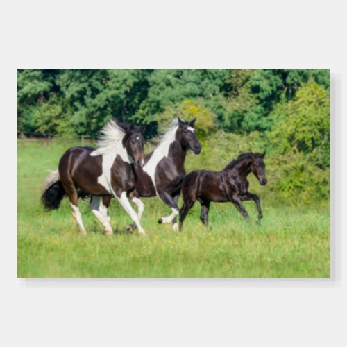 Barock Pinto Horses Herd with Cute Foal Galloping  Foam Board