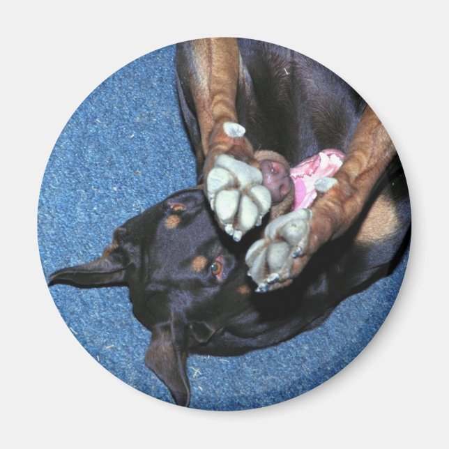Baron " I'm Shy" Magnet (Front)