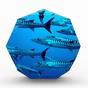 barracuda dive deep sea ocean water tropical wave acrylic award