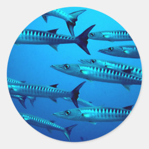 barracuda dive deep sea ocean water tropical wave classic round sticker