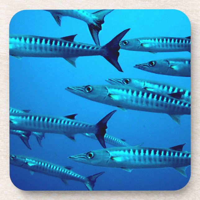 barracuda dive deep sea ocean water tropical wave coaster (Front)