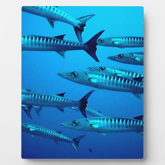barracuda dive deep sea ocean water tropical wave plaque (Front)